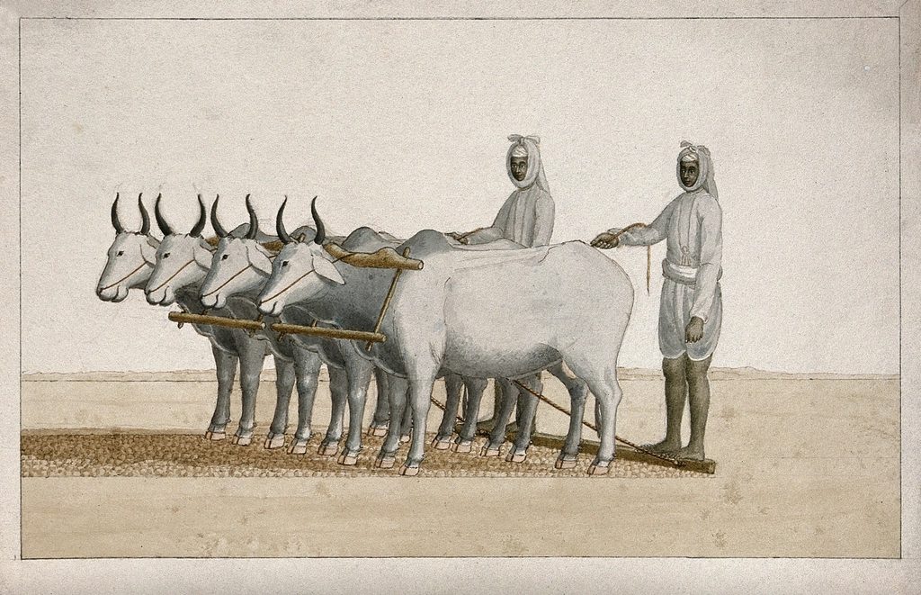 Two farmers guiding a pair of oxen pulling a plough through a field