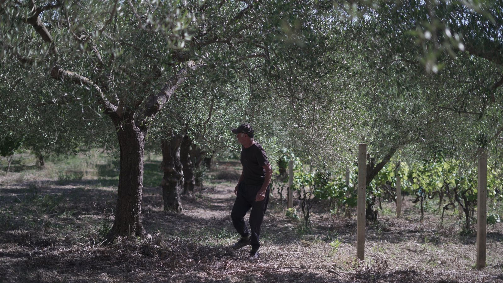 An Ajmo Lokalno producer walking between olive trees and vines on his Dalmatian smallholding.
